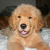 Brazen 9 weeks fuzzy head.JPG (99696 bytes)