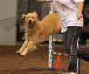 Lucy jump 2.jpg (497012 bytes)