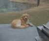 Quinn (Finn X Molly).jpg (471486 bytes)