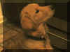 Jazz - New Years Eve 2009_2_2_2.jpg (154662 bytes)