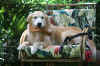 Karma catalog ad (2).jpg (742569 bytes)