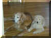 Max & Duff relaxing.jpg (168783 bytes)