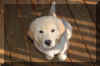 Max looking at you.jpg (131000 bytes)