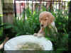 Mia bird bath.jpg (180912 bytes)