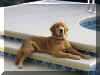 Skipper 6 months.jpg (1398473 bytes)