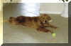 Skipper 9 months 3.jpg (593945 bytes)