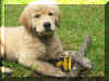 Woody 12 weeks 2.jpg (239647 bytes)