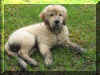 Woody 12 weeks.jpg (281509 bytes)