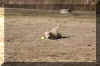 bella ball.jpg (72144 bytes)