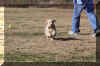 bella run.jpg (74827 bytes)