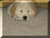 charlie sleepy.jpg (53815 bytes)