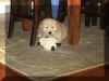 charlie.jpg (49602 bytes)