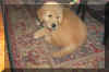 luke first day home 2.jpg (3629 bytes)