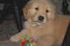 luke first day home.jpg (2714 bytes)