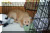 murph crate.jpg (486930 bytes)