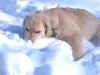 teddy-snow1.jpg (129742 bytes)