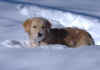 teddy-snow3.jpg (104322 bytes)
