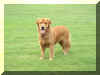 toby 1 year 2.jpg (932271 bytes)