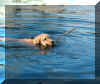 woody swim.jpg (585419 bytes)